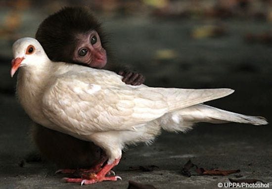10 Unbelievable, Unlikely Animal Friendships
