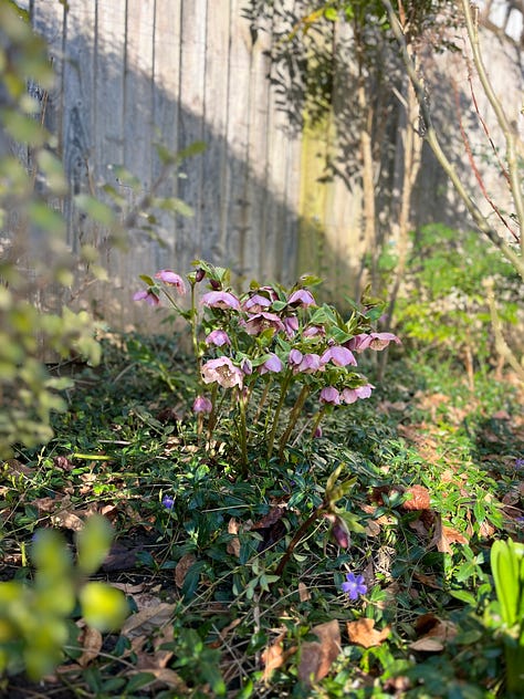 Winter blooms — 