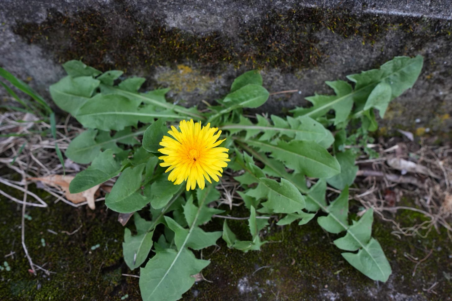 A vibrant yellow dandelion blooms against a mossy stone backdrop, surrounded by green leaves and dry grass, conveying a sense of resilience.