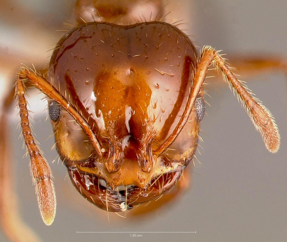 Imported Fire Ants - Encyclopedia of Alabama