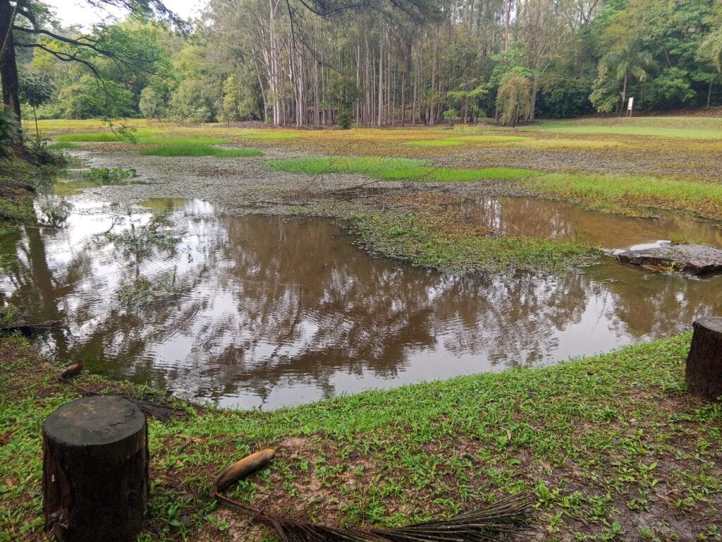 A imagem mostra uma paisagem natural tranquila, com um pequeno lago ou área alagada cercada por vegetação. A imagem mostra uma paisagem natural tranquila, com um pequeno lago ou área alagada cercada por vegetação.