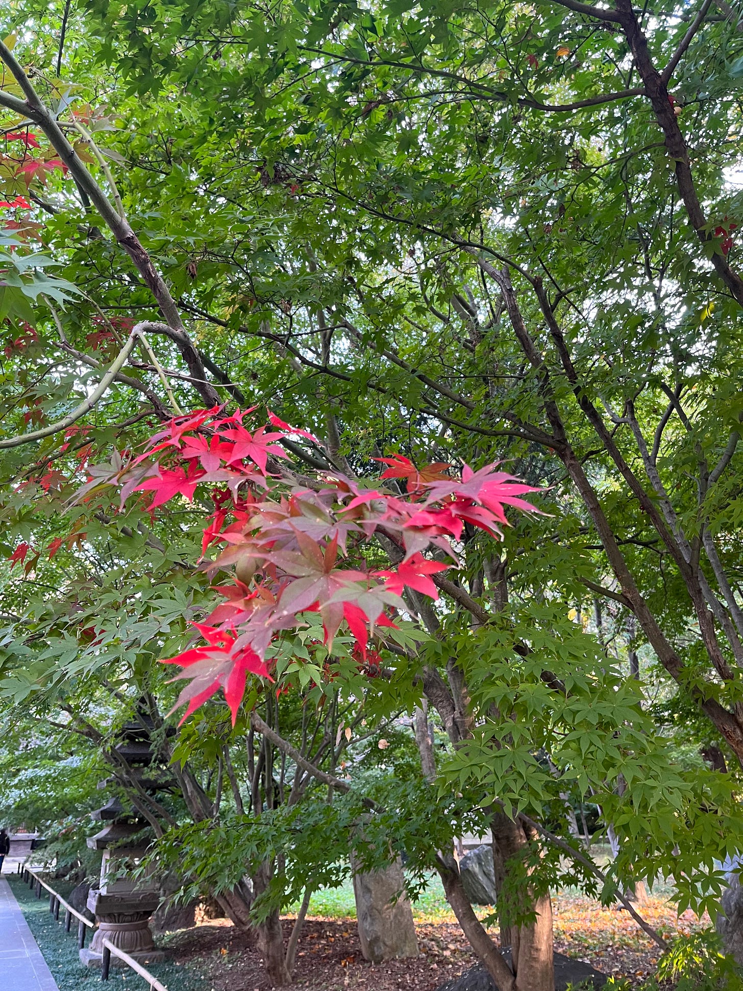a tree that's almost all green except one red branch