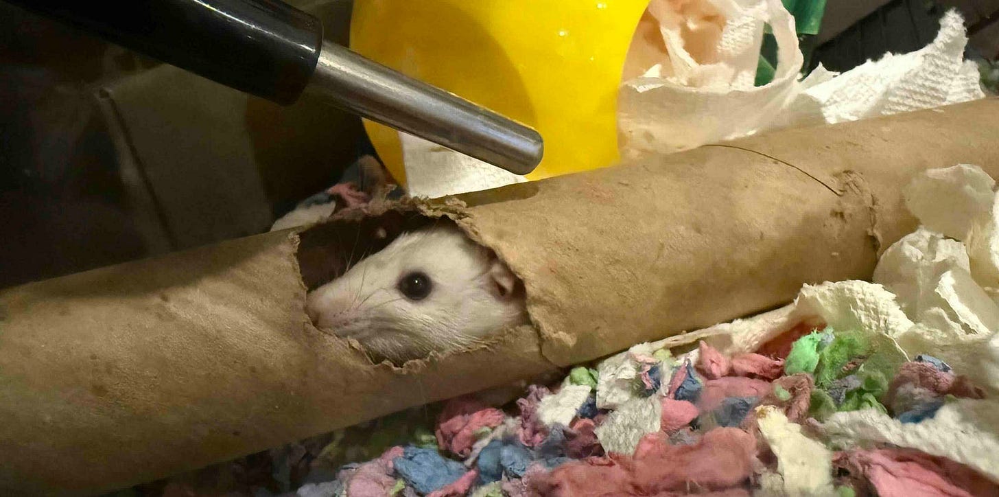 A small white rat peeks out from a hole in a cardboard tube. The tube is surrounded by colorful shredded paper bedding and white tissue paper. Above the tube, there is a black and silver water bottle nozzle. In the background, a yellow plastic object is partially visible.