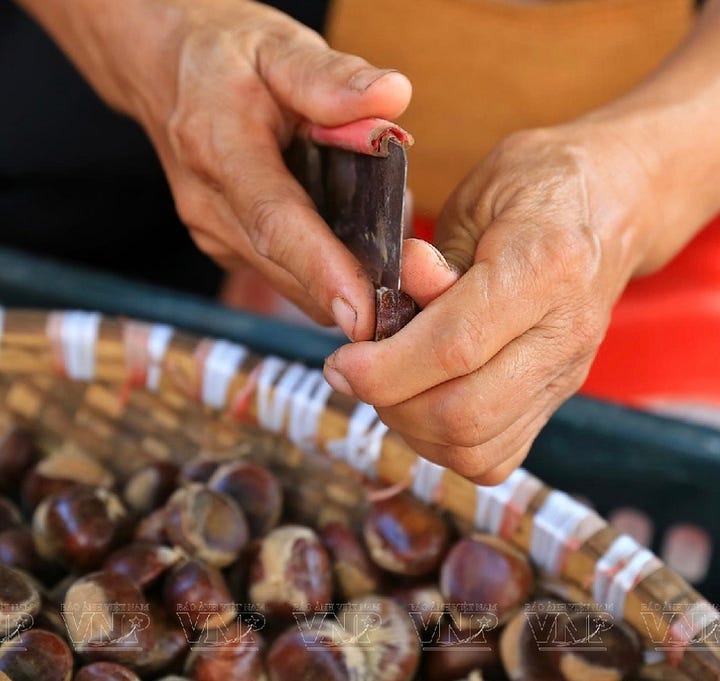 chestnuts in china and vietnam