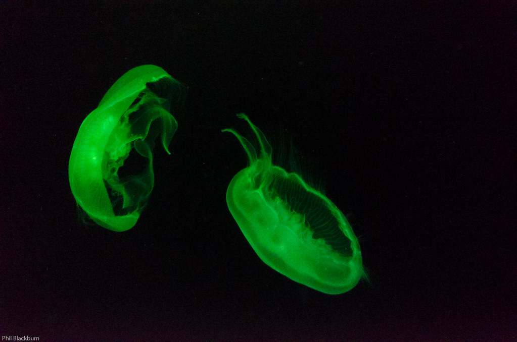 Fluorescent Jellyfish | Marty Chalfie and Roger Tsien were a… | Flickr Fluorescent Jellyfish | Marty Chalfie and Roger Tsien were a… | Flickr