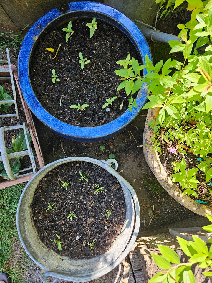 Garden life is taking shape