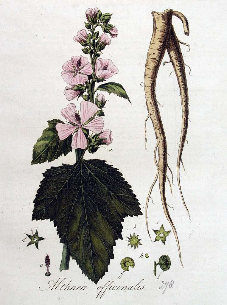 Vintage botanical illustration of marshmallow (Althaea officinalis) showing roots and flowers, a lunar-ruled herb used for soothing, moistening, and emotional nourishment.