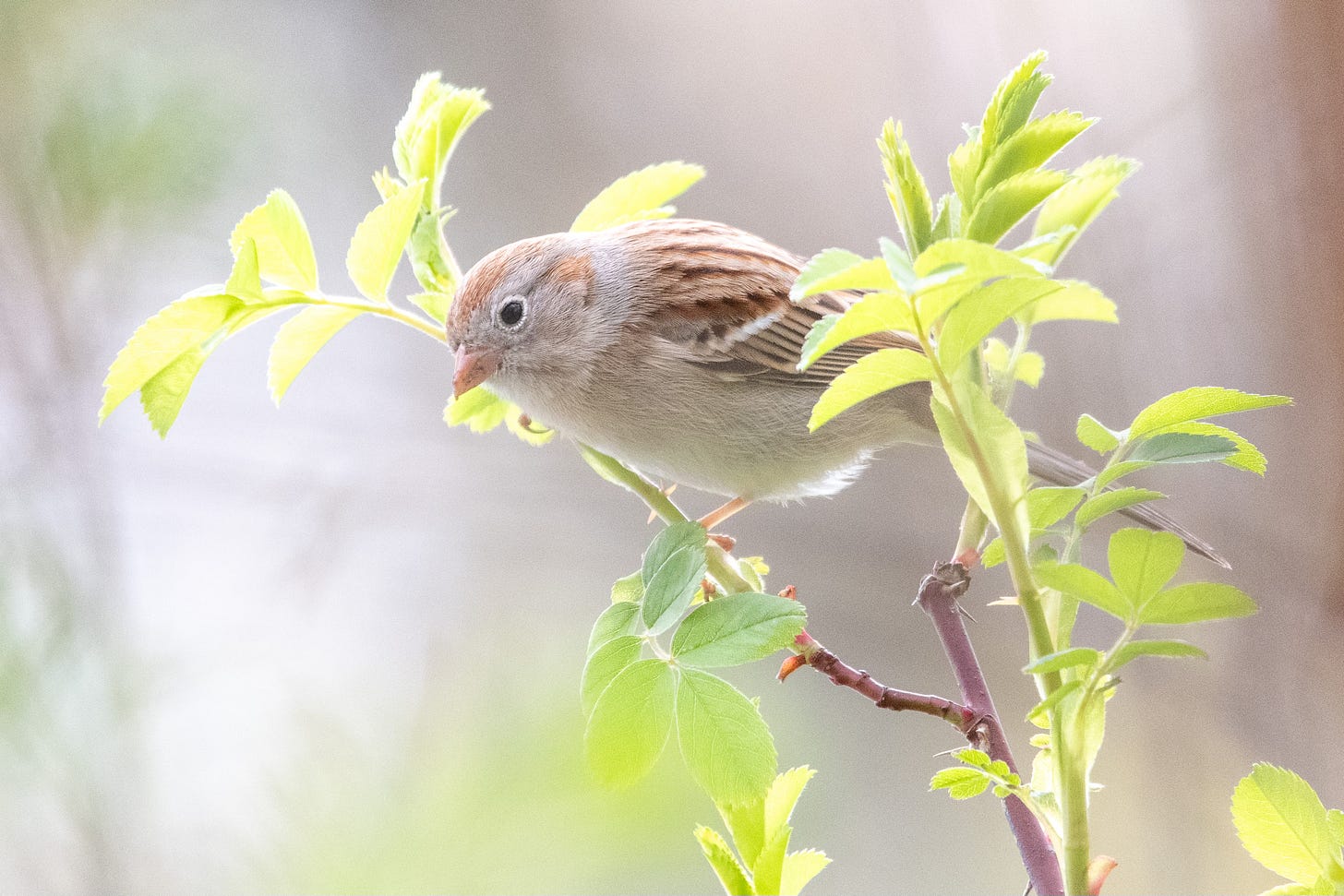 An amber-and-gray, plain-faced sparrow peers down