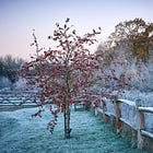 An easy guide to choosing trees for your small garden