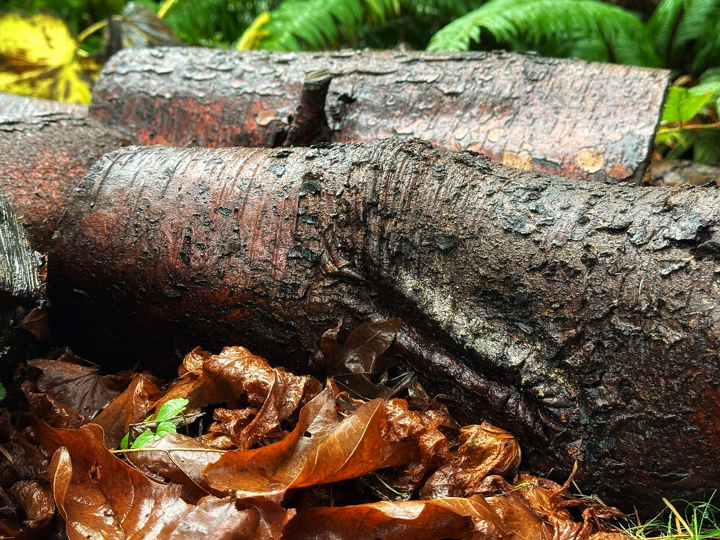 Small logs in a wet winter garden