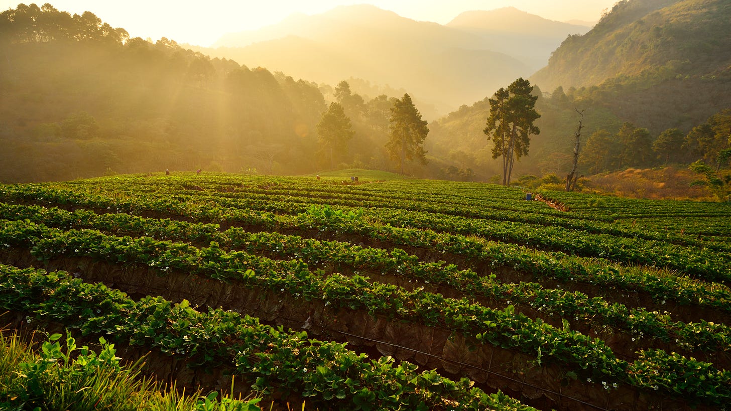 Digital Transformation and Sustainability of Agri-Food Supply Chains