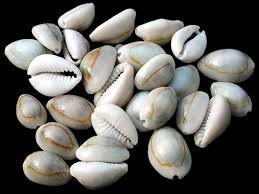 Cowry shell different sizes, patterns and color from around the world