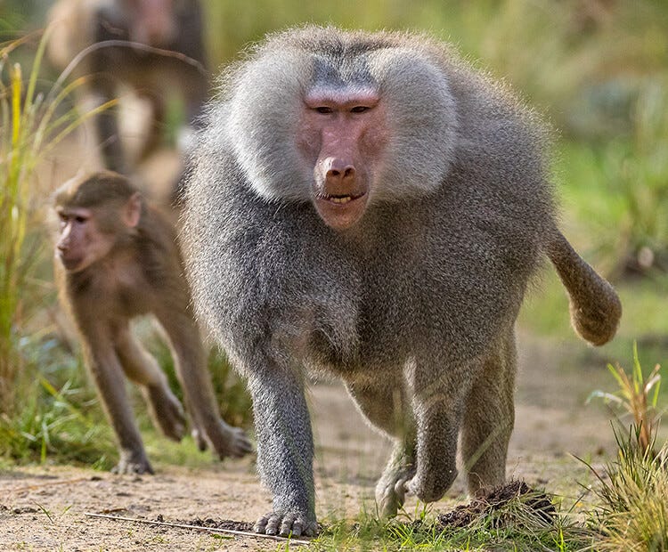 Hamadryas baboon | San Diego Zoo Wildlife Explorers