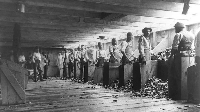 Finding Freedom Through Oysters in 19th Century New York (Part Two) |  Department of History | NC State University