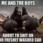 Pigeons are the worst