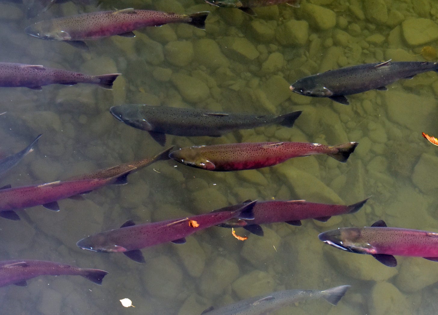 an almost ariel view of a stream with 8 or more salmon who have turned red heading back to their spawning ground