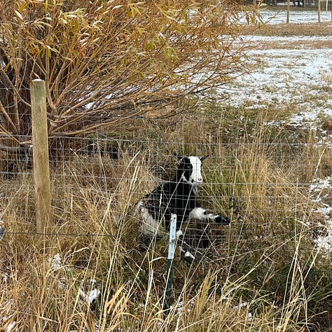 Pictures of a goat trying to reach new forage