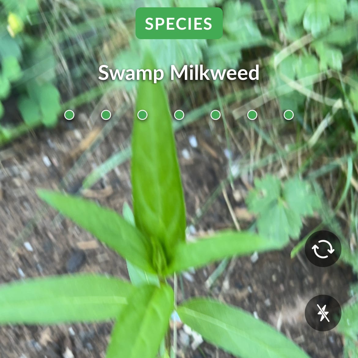 a screenshot from the plant identifying app Seek in which it identifies a blurry image of a plant as swamp milkweed a screenshot from the plant identifying app Seek in which it identifies a blurry image of a plant as swamp milkweed