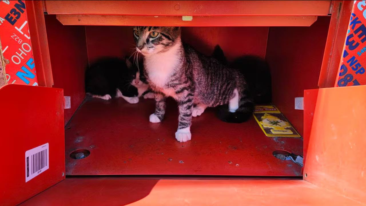 Copilot Studio: Build Email Agents To Automate Replies