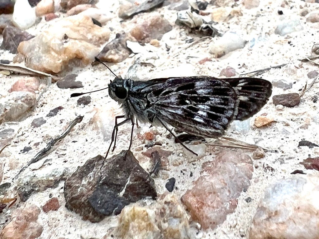 Peraea documenting the world's rarest butterflies from an office chair