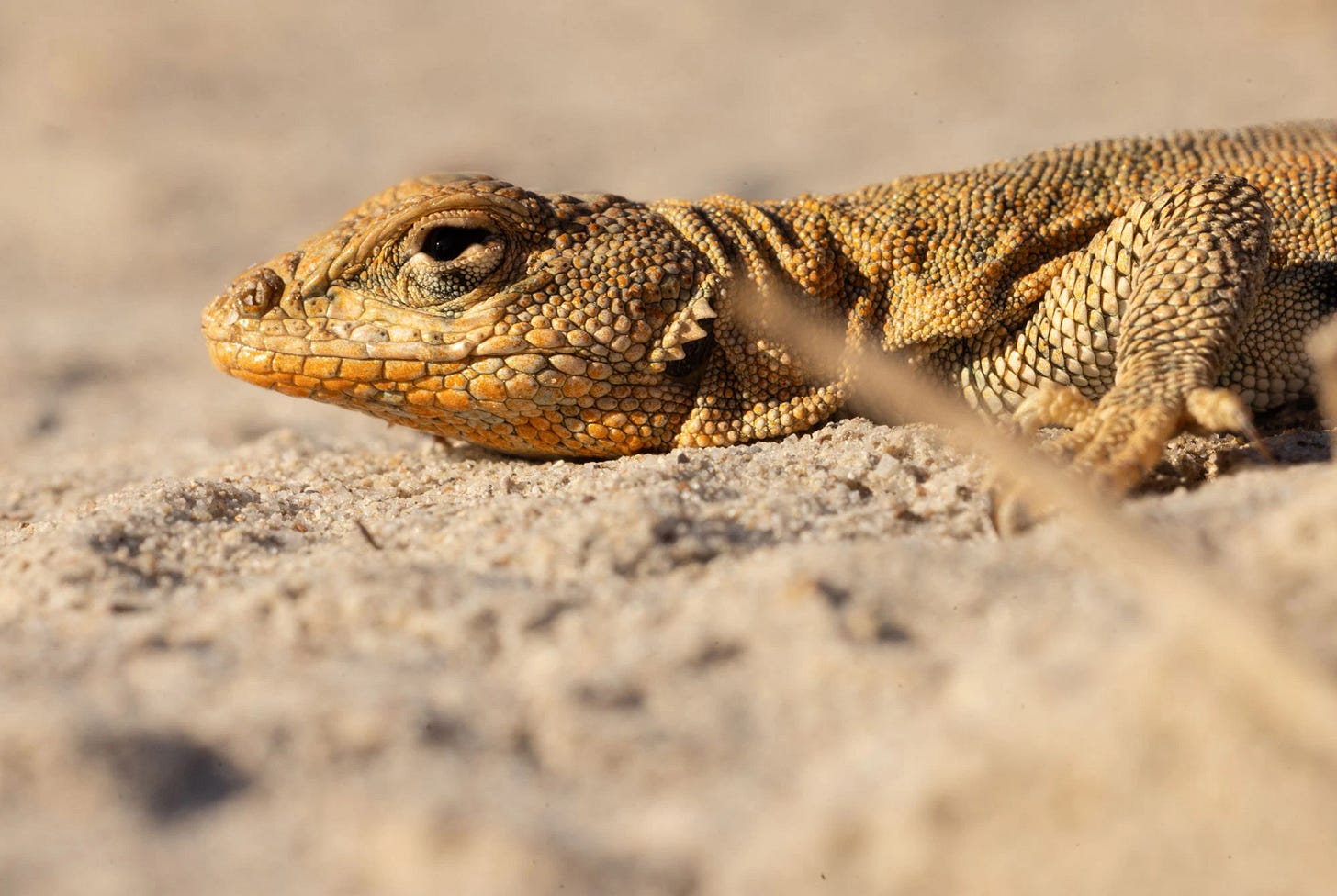 Close-up of a Plateau Side-blotched Lizard lying on sandy ground in the Bisti/De-Na-Zin Wilderness, its orange and tan scales blending with the desert floor.