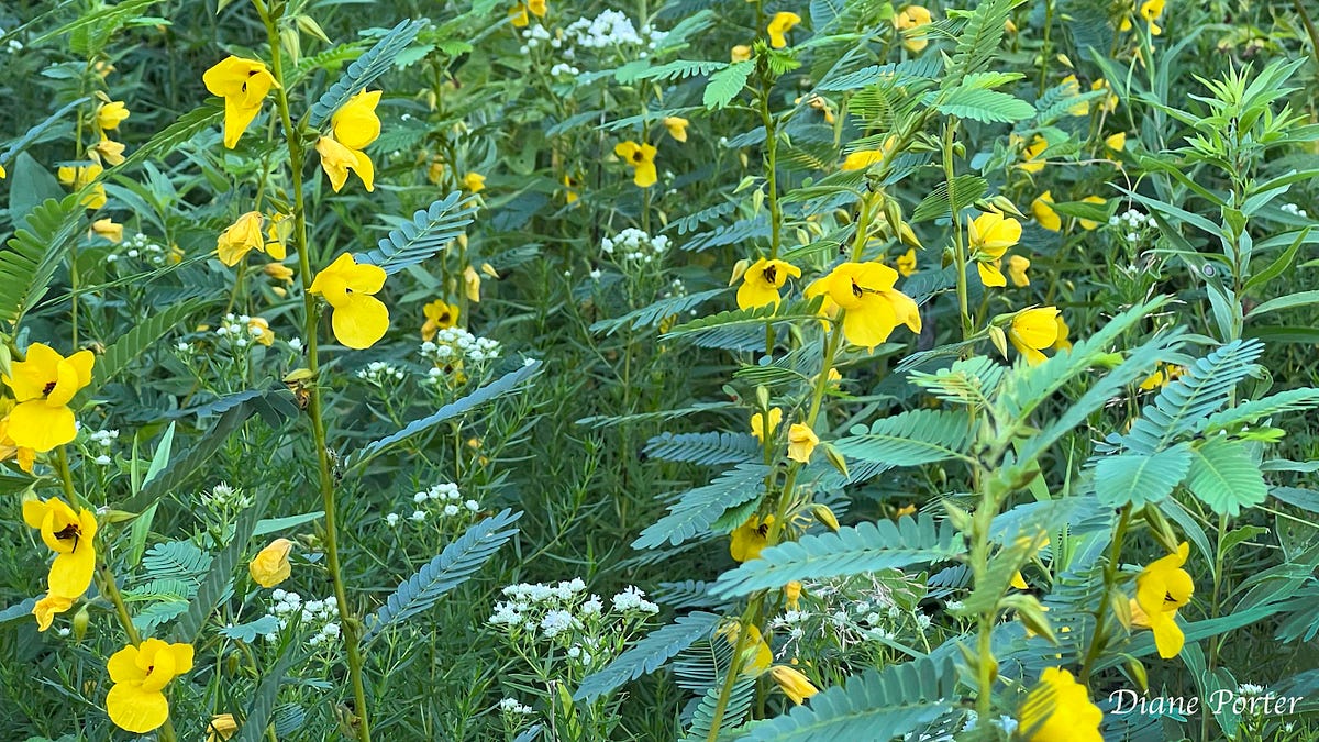 french tarragon plants for sale French Tarragon Plants - Artemisia dracunculus - 1 Plants- 8" Tall