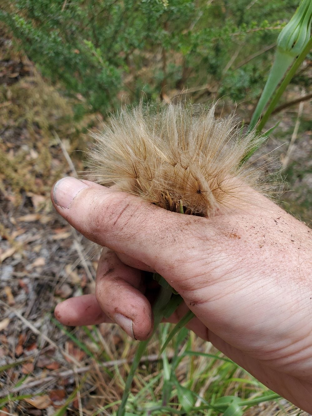 Tragopogon porrifolius [Seed harvest 2] 20221128_121452 sml.jpg
