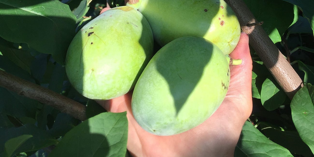 Paw Paw (Asimina triloba)