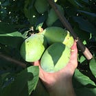 Paw Paw (Asimina triloba)