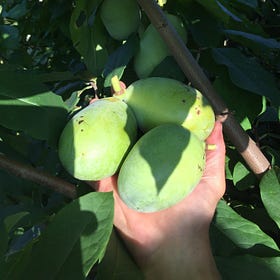 Paw Paw (Asimina triloba)