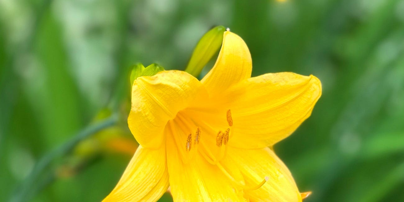 Nature's Masterpieces