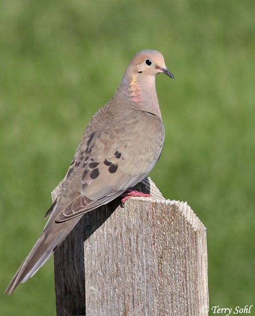 Road hunting doves? South Dakota lawmakers look to expand vehicle-based bird bagging