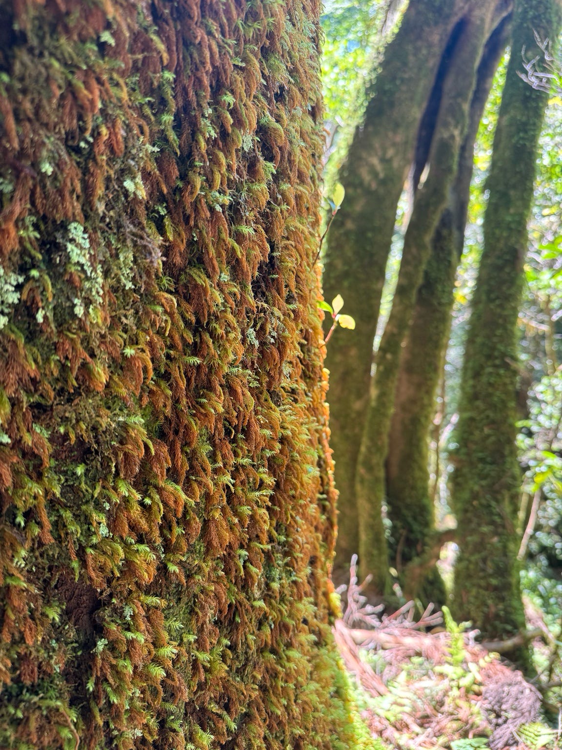 杉に付着している苔にも、新しい芽が出ていました。ここでもまた、別の積み重なりが始まっているように見えました。 杉に付着している苔にも、新しい芽が出ていました。ここでもまた、別の積み重なりが始まっているように見えました。