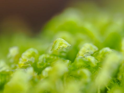 Photogrpahs of a mass of liverworts