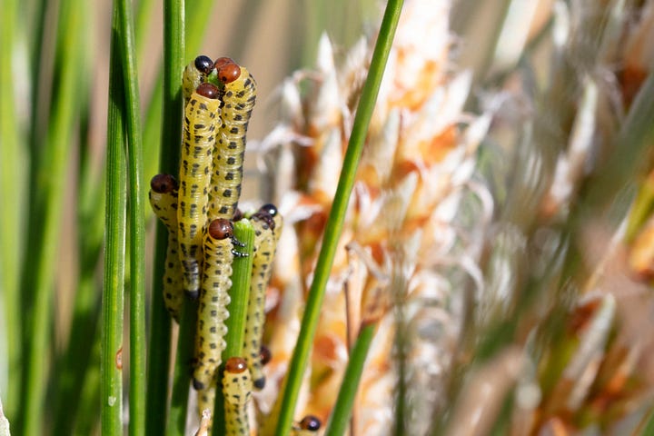 Close-up of caterpillar-like insects gathered on pine needles. The sawfly larvae are yellow with dark red heads and black dots along their bodies.
