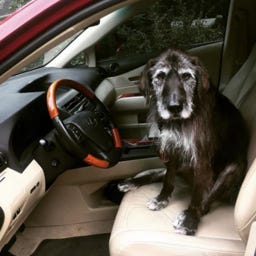 The Dog and Pony Show