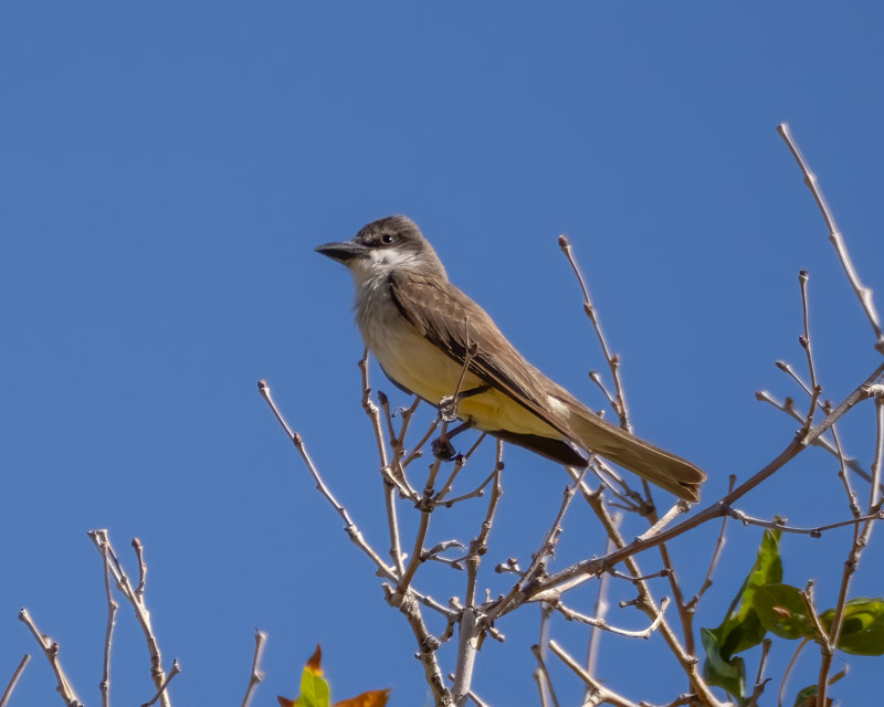 20250626-BoxCanyon-30-Edit.jpg 20250626-BoxCanyon-30-Edit.jpg