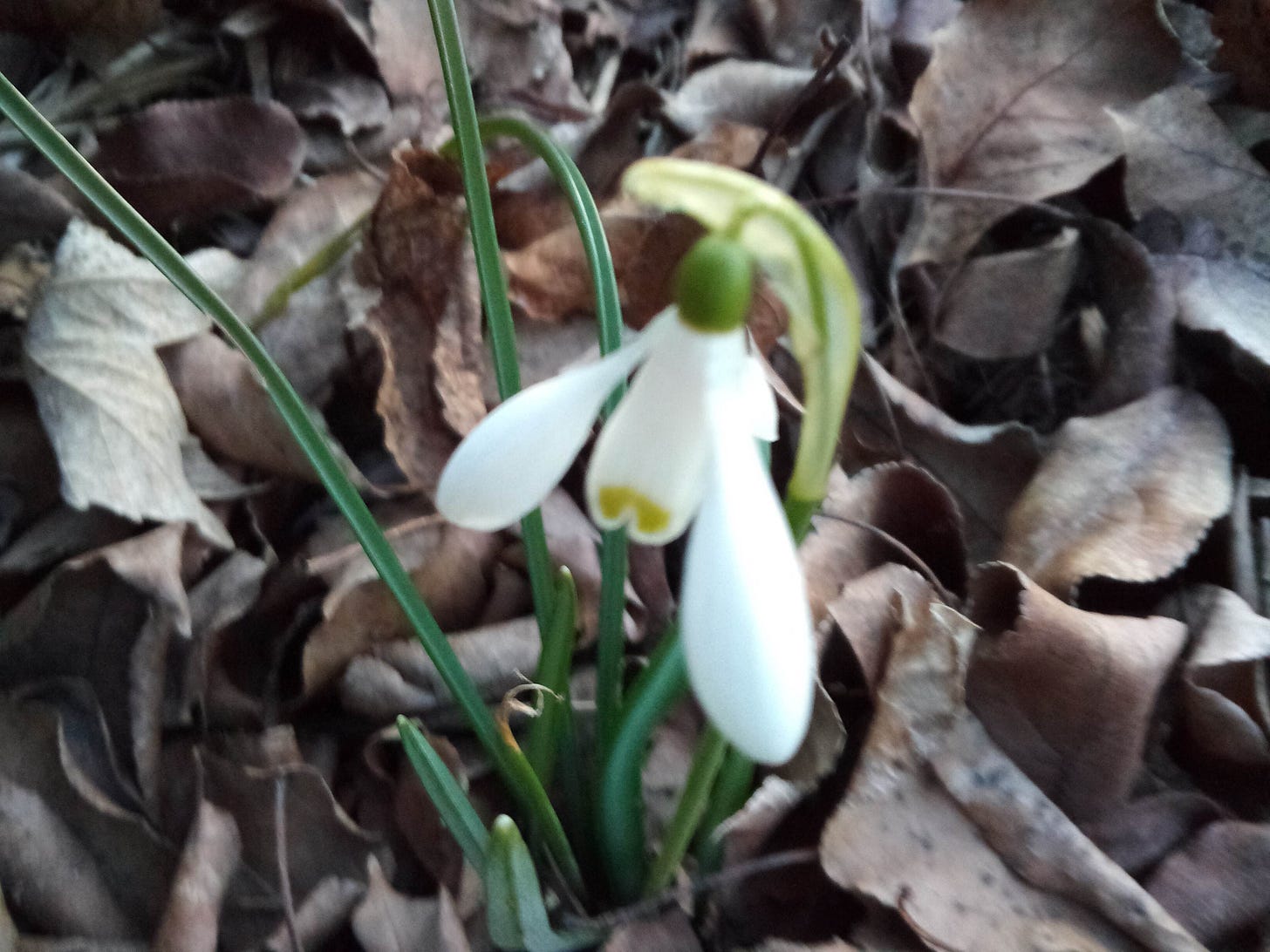 Snowdrop in bloom