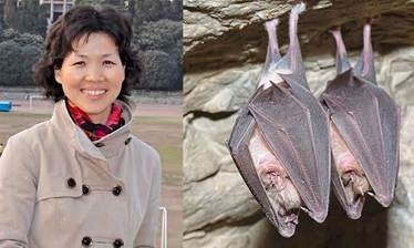 Side-by-side image of virologist Dr. Shi Zhengli outdoors and two horseshoe bats hanging from a cave ceiling. 