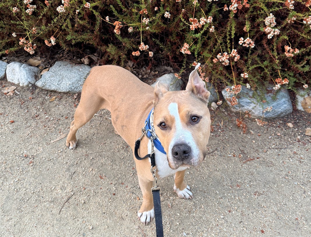 Elvis standing in front of flowers looking at the camera