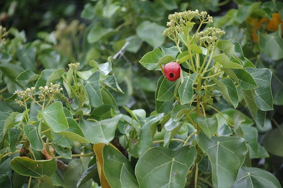 A beautiful photo of the end of a banalo tree's branches, green foliage in the background. You can see the heart-shaped green leaf with stipe in the middle, the few light-colored veins running through the medium-green leaf, and some of its flowers which form an inflorescence. One of it's hollow pinkish red fruits is visible in the foreground.