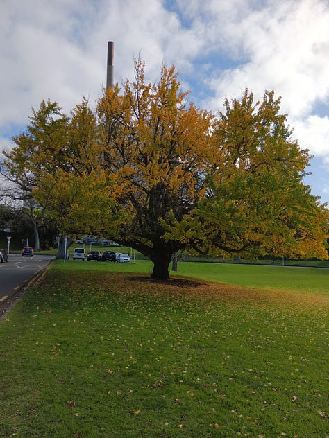 Three photos. 1. Ginkgo bright green and yellow, full of leaves, blue sky. 2. gingko more yellow, the light is dim the sky mostly grey with wisps of blue. 3. ginkgo almost denuded, with yellow pooled at its foot.