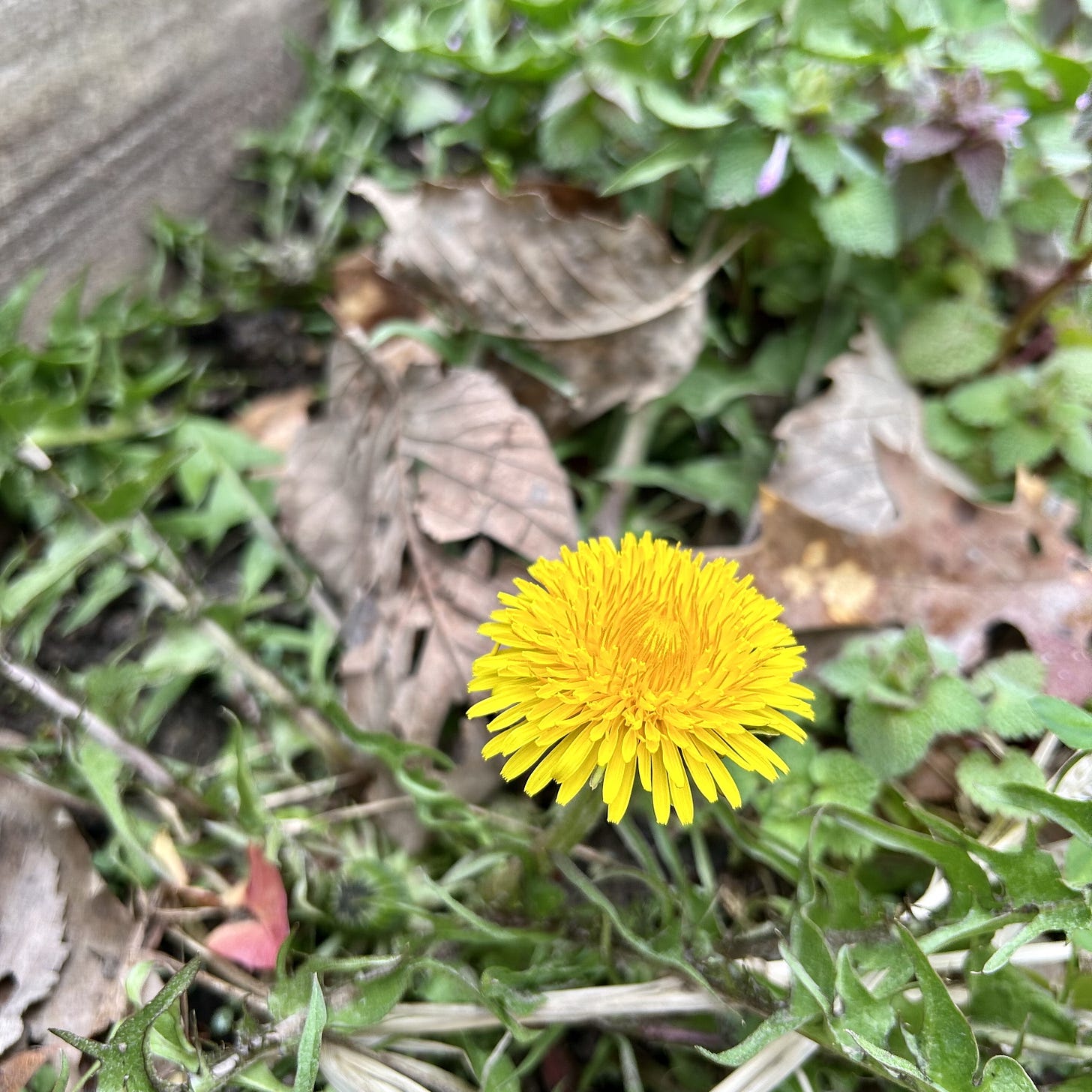 A buttery yellow dandelion, with a cluster of dried leaves visible in the background.