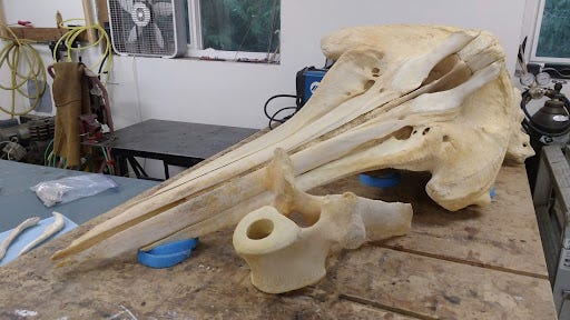 Burke Museum Baird's beaked whale - MY SITE