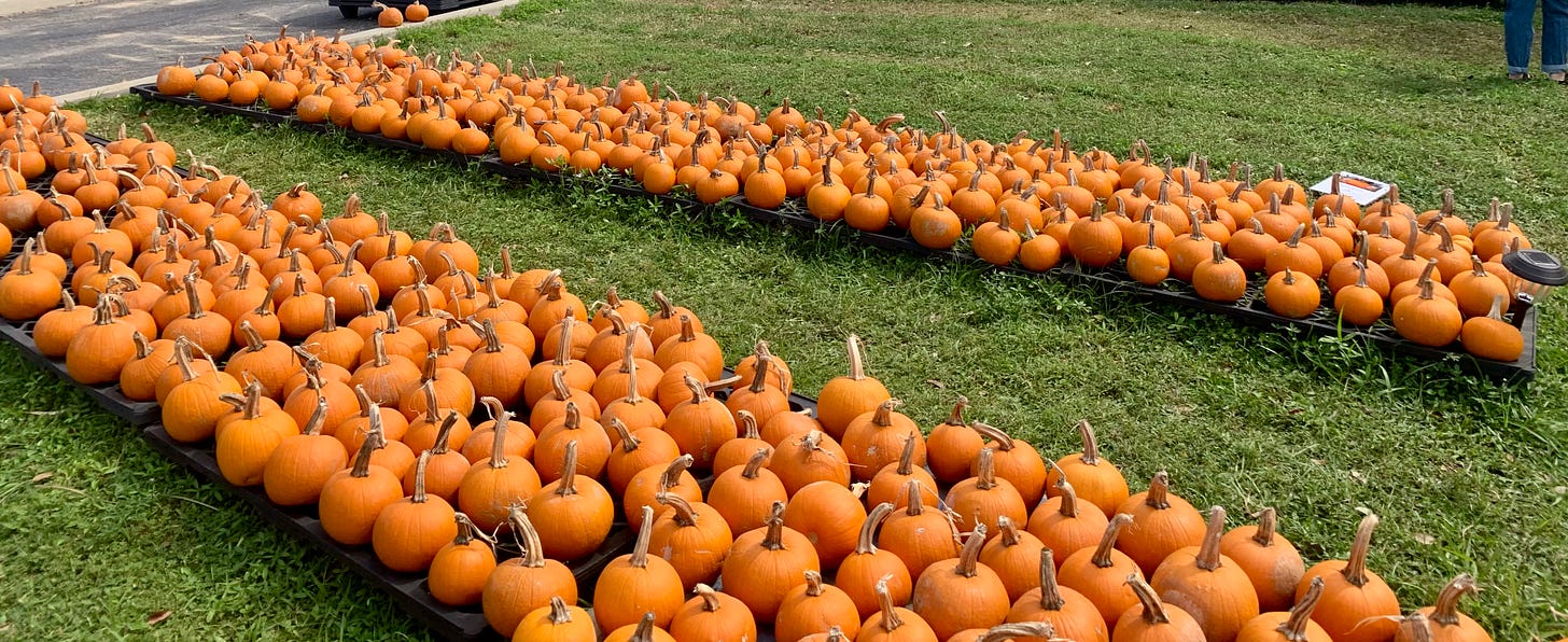 Rows of small orange pumpkins