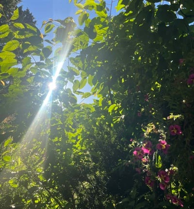 A shot of pink hanging flowers and green summer leaves as sunlight flares above in the rich blue sky.