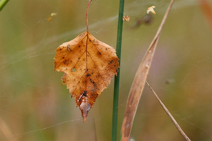 Morning sunlight sparkles on grasses after an early downpour; a single orange birch leaf hangs caught in a spider’s web
