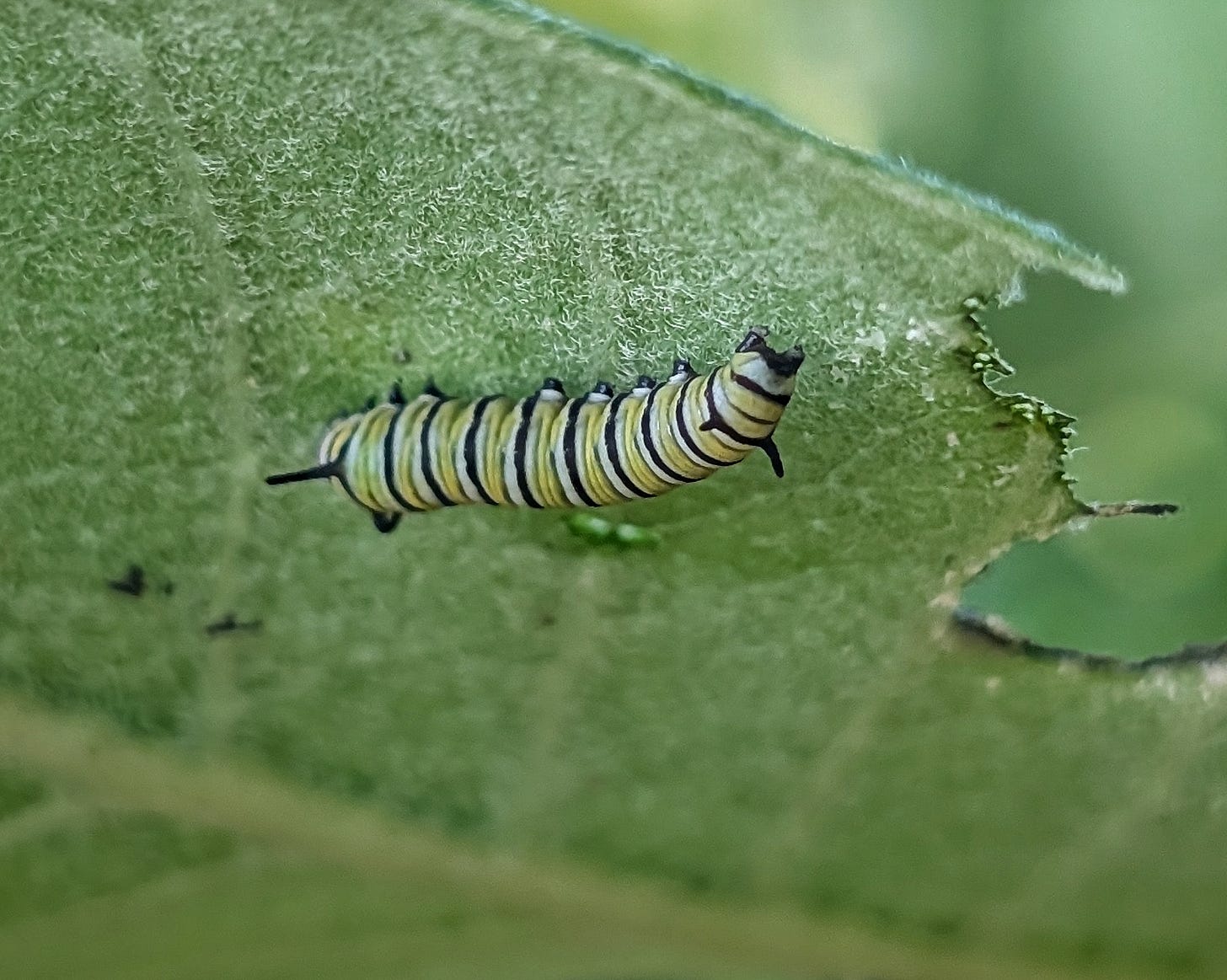 A monarch caterpillar on the underside of a milkweed leaf.
