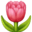🌷