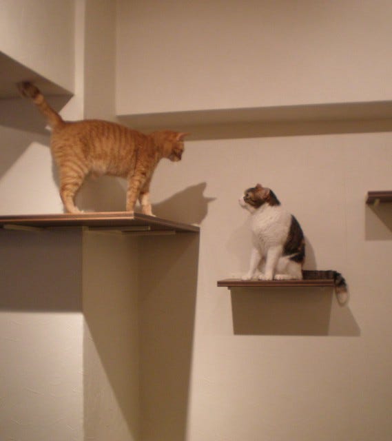 Nyafe Melange Cat Cafe Ebisu Nyafe Melange Cat Cafe Ebisu